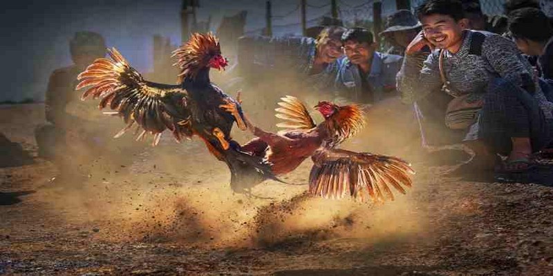 Cách Đá Gà Mạng Luôn Thắng Giúp Kê Thủ Luôn Thành Công 3 Trang Chủ Jun88.com #1 Việt Nam Đưa ra lượng vốn phù hợp nhằm giảm thiểu rủi ro khi đá gà